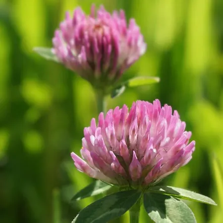 Blumenwiese Apartamento *