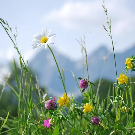 Blumenwiese 아파트 *