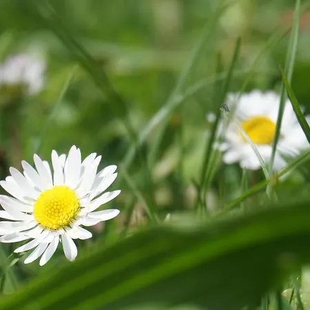 Blumenwiese Ramsau am Dachstein