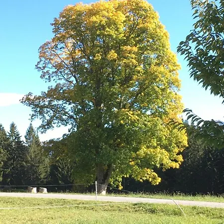 Blumenwiese Ramsau am Dachstein