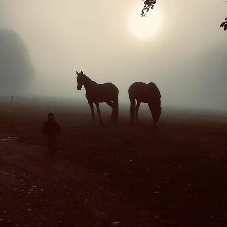 Blumenwiese * Ramsau am Dachstein