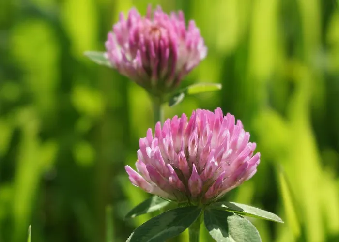 Blumenwiese Appartement *