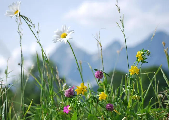 Blumenwiese Appartement *