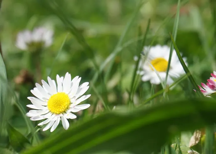 Blumenwiese 람자우 암 다흐스타인