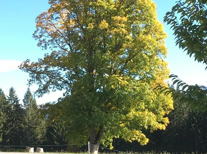 Blumenwiese 람자우 암 다흐스타인