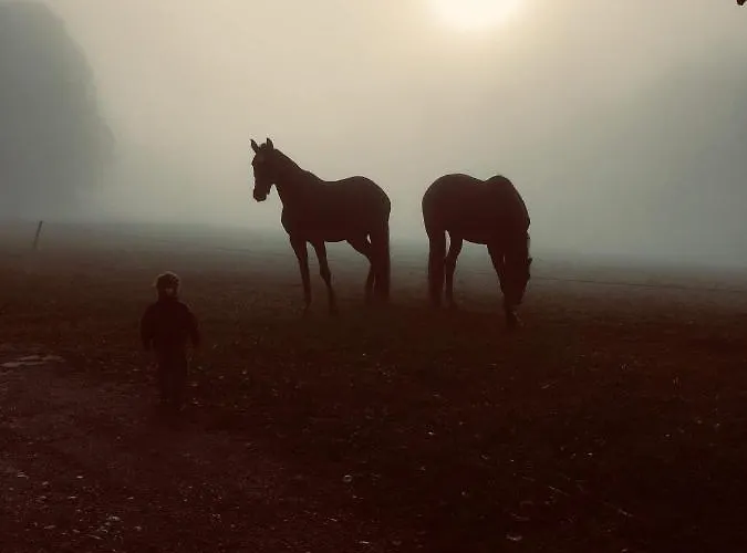 Blumenwiese * 람자우 암 다흐스타인